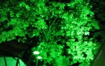 grüner Baum REleuchtet2012IMG_4007
